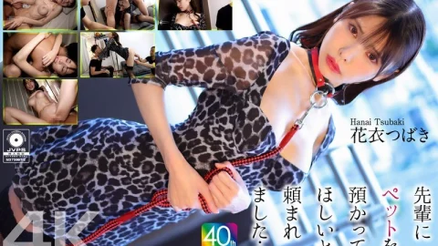 CRNX-254 [4K] My senior asked me to take care of his pet… Hanagoromo Tsubaki